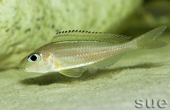 Xenotilapia nasus 'Cape Chaitika'